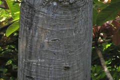 Pseudobombax ellipticum